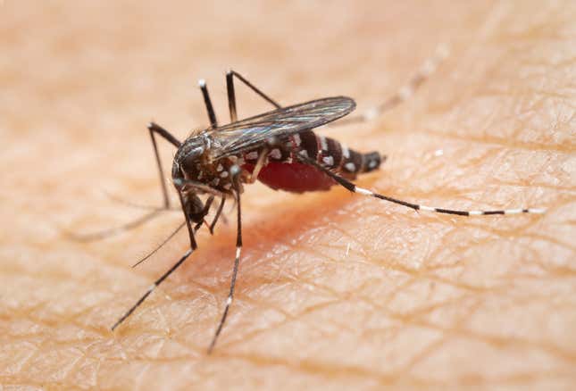 Stock photo of mosquito on human skin