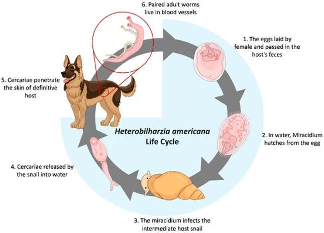An illustration of the worm’s complex life cycle by the study authors.