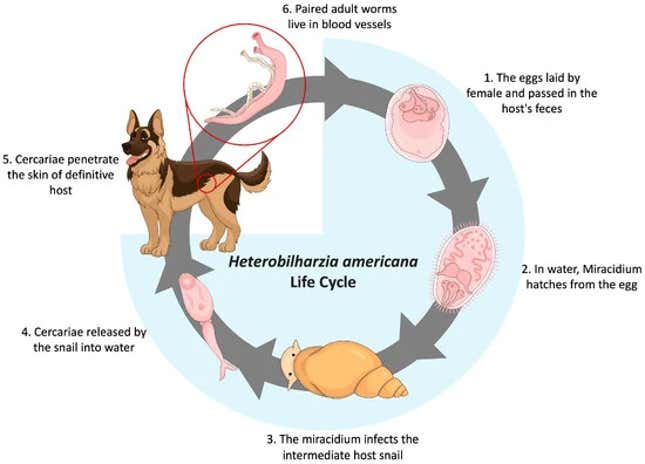 Study authors' description of the worm's complex life cycle.