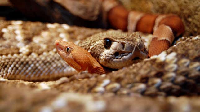 Western Diamondback y Copperhead en el Zoológico de San Antonio