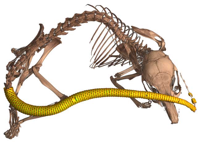 Thanks to the oVert project, scientists discovered that certain rodents, including members of the spiny mice genus (Acomys) have bone-plated structures called osteoderms that cover their tails.