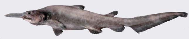A juvenile goblin shark.
