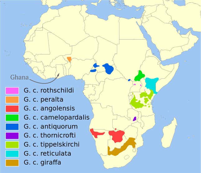 The habitats of giraffes in Africa.