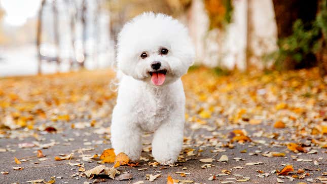 Image for article titled Dogs React To Commander Biden Biting Another Secret Service Officer