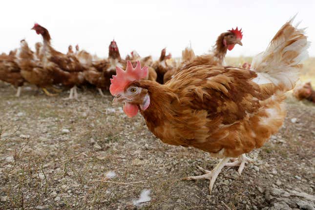 FILE - Chickens walk in a fenced pasture at an organic farm in Iowa on Oct. 21, 2015. Another 1.2 million chickens will have to be slaughtered after bird flu was confirmed on an Iowa egg farm in the second massive case this week just days after nearly 1 million chickens had to be killed on a Minnesota egg farm. (AP Photo/Charlie Neibergall, File)