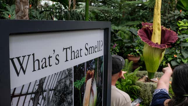 Image for article titled Flower That Looks Like a Peen and Smells Like Death Blooms at Abandoned Gas Station: Nature Is Healing