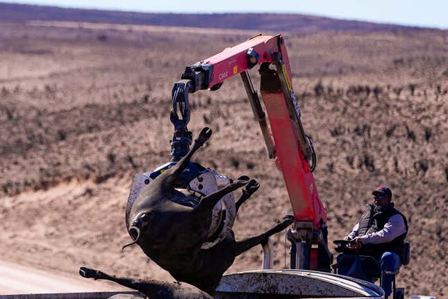 A cow killed by the Smokehouse Creek Fire is loaded onto a dump truck as the cleanup process begins, Friday, March 1, 2024, in Skellytown, Texas. The wildfire, which started Monday, has left behind a charred landscape of scorched prairie, dead cattle and burned-out homes in the Texas Panhandle. (AP Photo/Julio Cortez)