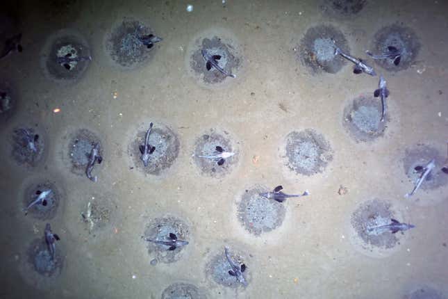 An ecru seabed is peppered with several grey-brown circles—ice fish nests—some occupied by resident fish.