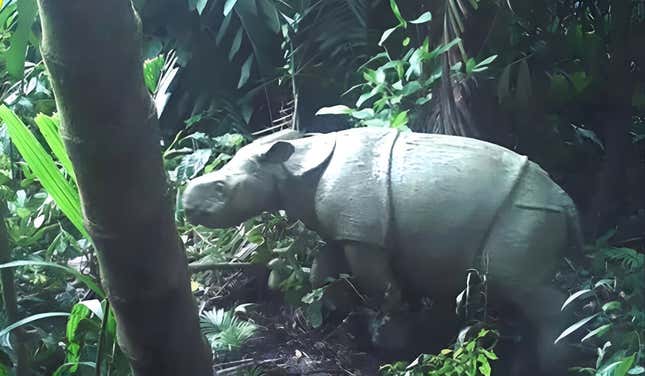 A camera trap image of a rhino calf in 2021 (not the newly reported calf).