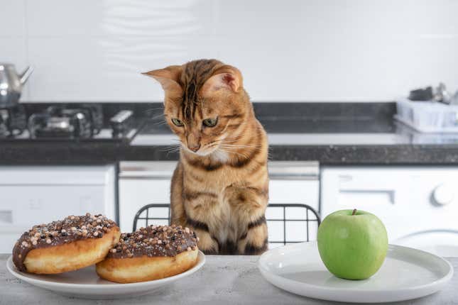 A brown cat sits at a kitchen table with two plates in front of her. One plate has an apple, the other has two donuts would chocolate frosting. She stares longingly at the donuts.