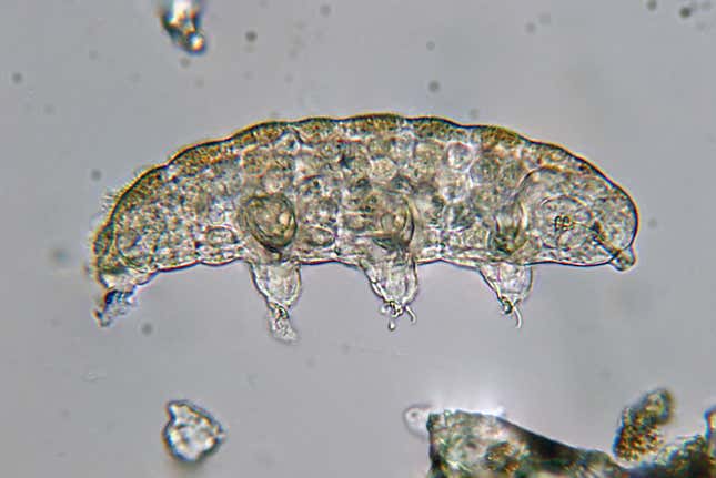 A tardigrade as seen through a microscope.