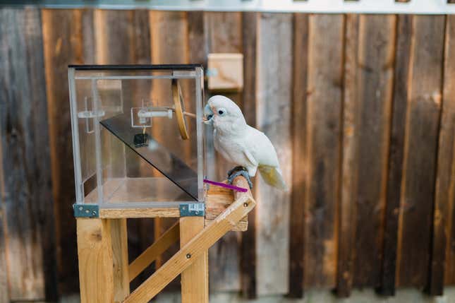A cockatoo uses a first tool (a short, sharp stick) to puncture a membrane. The second needed tool, a purple straw, sits in wait on the platform.