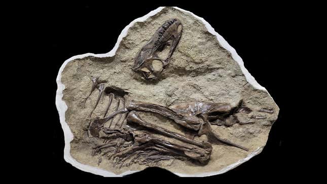 Parte del fósil de Gorgosaurus con su contenido intestinal.