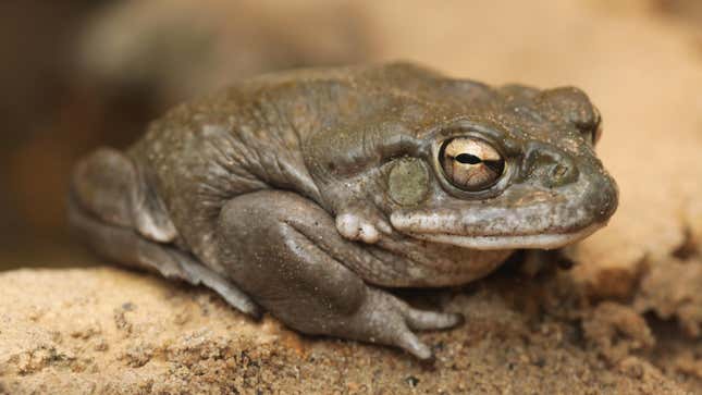 A colorado river toad (Incilius alvarius). The rarely seen amphibian is native to parts of Northwestern Mexico and the Southwestern U.S.
