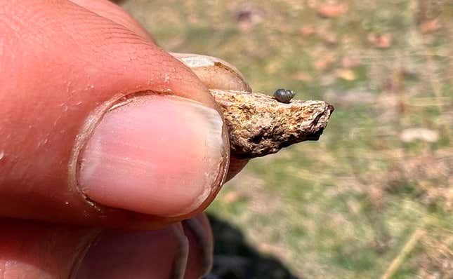 FILE - This photo provided by Lynne Buckner shows a Kings River pryg, a springsnail found in 13 isolated springs around Thacker Pass, 200 miles northeast of Reno, Nev., on April 7, 2022. Environmentalists in an ongoing legal battle with the Biden administration over a lithium mine being built in Nevada are poised to return to court with a new approach accusing federal wildlife officials of dragging their feet on a year-old petition seeking endangered species protection for the tiny snail that lives nearby. (Lynne Buckner via AP)