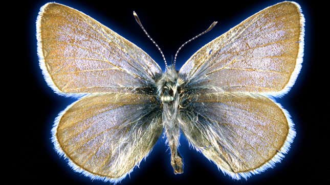 The 93-year-old Xerces blue butterfly specimen used in the study.