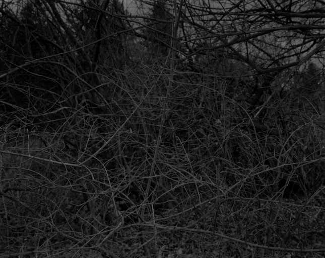 Untitled #16 (Branches with Thorns)