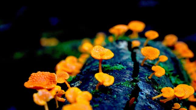 The winning image shows an invasive orange pore fungus (Favolaschia calocera).