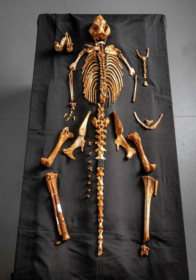 The fossil skeleton of S. occidentalis is 71% complete.