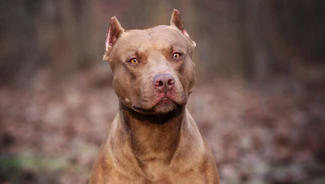 Pit bulls are not the problem': Counterpetition launched as owners fight to  keep pets