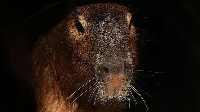 A capybara is seen exploring the new exhibit at Taronga Zoo on September 26, 2019 in Sydney, Australia. The capybara is native to South America and is the largest living rodent in the world. 