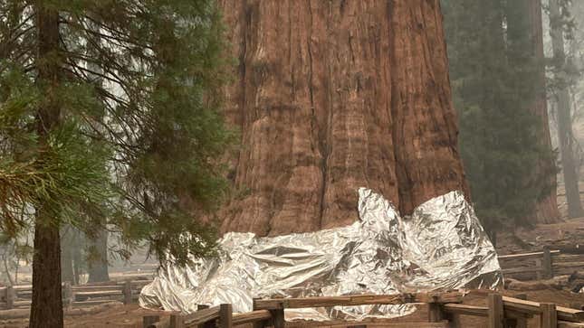 The base of General Sherman, the largest living organism on Earth, wrapped in foil to protect it from the KNP Complex Fire.