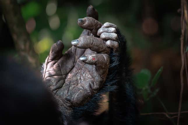 Un gorila bebé apoya su mano en la mano de su madre.