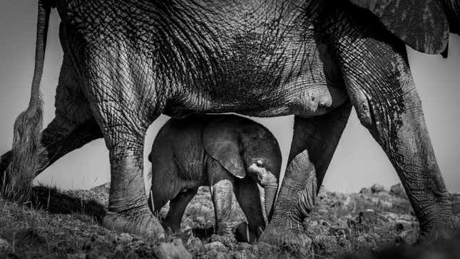 Una cría de elefante con su madre.