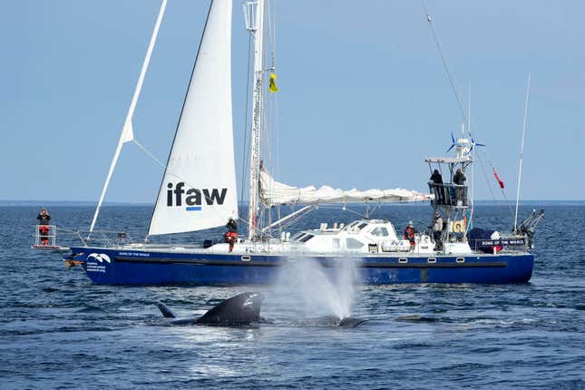 FILE - North Atlantic right whales interact at the surface on Cape Cod Bay near a research vessel from the International Fund for Animal Welfare, March 27, 2023, off the coast of Massachusetts. A coalition of environmental groups has sued the federal government to try to force the finalization of ship speed rules the groups say are critically important to save a species of vanishing whale. The proposed ship speed rules would require vessels off the East Coast to slow down more often to help save the North Atlantic right whale. (AP Photo/Robert F. Bukaty, NOAA permit # 21371))