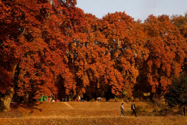 As autumn sets in, leaves of the gigantic chinars first turn pale and then a fiery red.