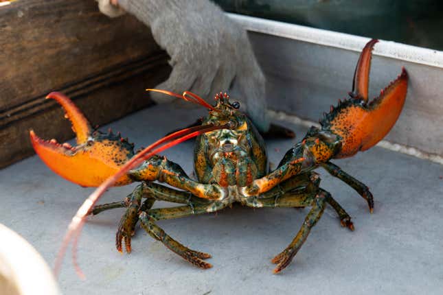 FILE - A lobster rears its claws after being caught off Spruce Head, Maine, Aug. 31, 2021. The regulatory Atlantic States Marine Fisheries Commission said on Wednesday, Oct. 18, 2023, that surveys have detected a 39% decline in young lobsters in the Gulf of Maine and Georges Bank areas for 2020-22 compared to 2016-18. Those are among the most important lobster fishing grounds in the world. (AP Photo/Robert F. Bukaty, File)