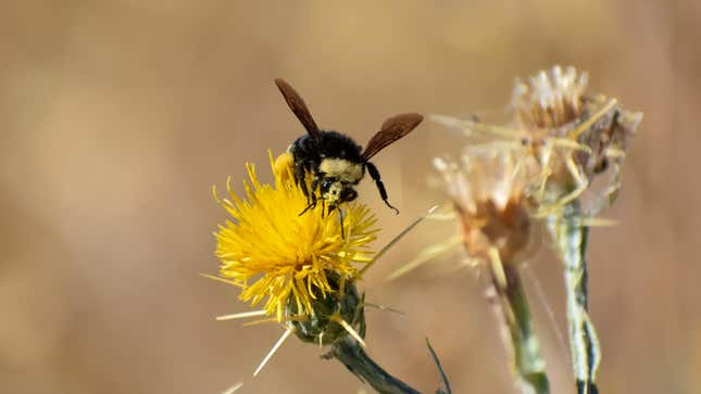 A yellow-faced bumble bee, or Bombus vosnesenskii.