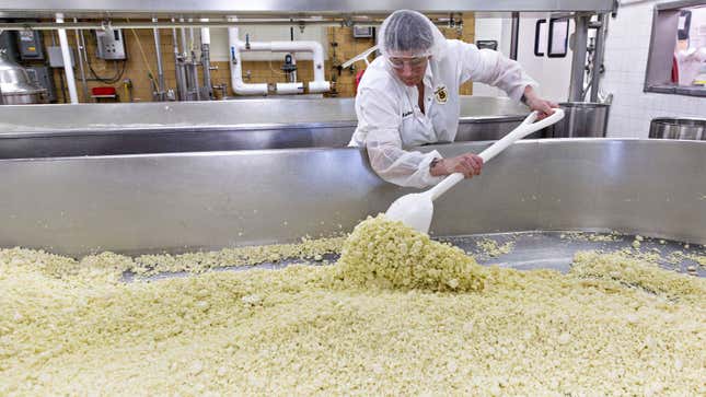 A photo of a worker tossing cheese curds in a steel vat. 