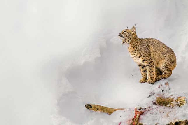 Un gato montés junto al cadáver de un venado bura.