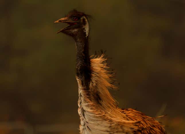 Champion road runner, just a little charred. (Reuters/Mike Blake)