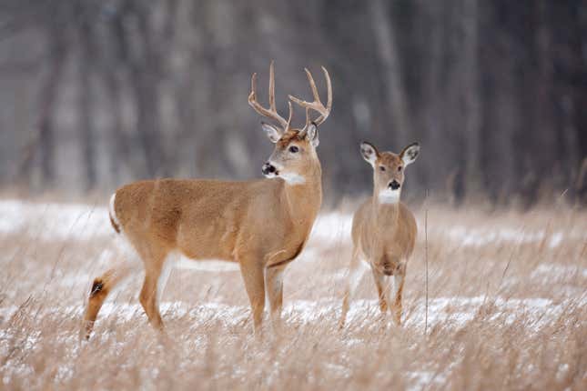 Image for article titled 10 states with the worst deer problems in America