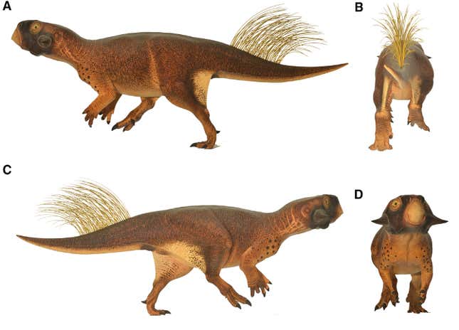 Psittacosaurus from the sides, front, and behind.