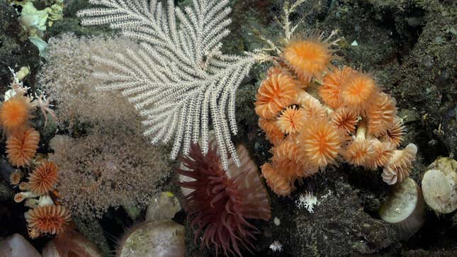 Corals imaged by ROV SuBastian on the northern side of Isabela Island.