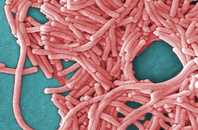 An undated image of Legionella pneumophila bacteria.