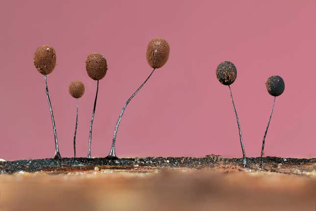 Sprouting slime moulds in Essex.
