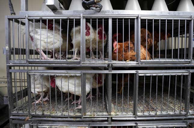  A live poultry market is seen as New York Gov. Kathy Hochul has temporarily shut down poultry markets in New York City, Westchester, Nassau and Suffolk counties, in New York, United States on February 07, 2025.