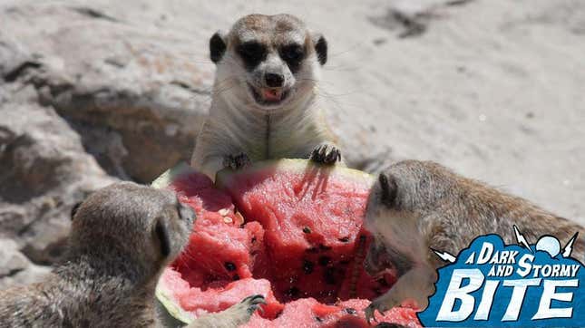 Suricats eating watermelon