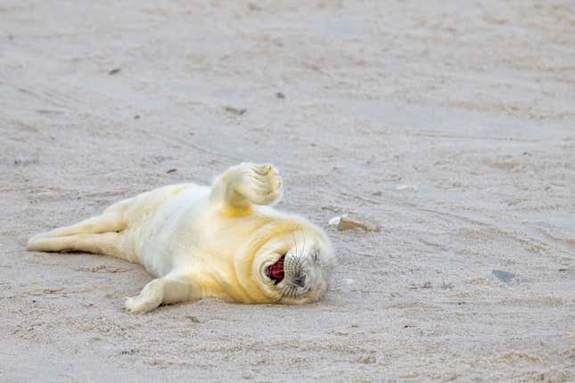 A seal lying connected  a sandy beach, its rima  open.