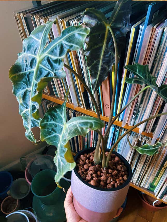 Image for article titled Small Mercies: Some Activities We Did That Felt Nice