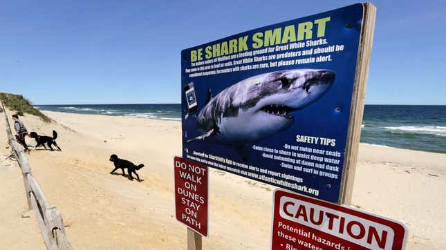 Image for article titled Cocaine Sharks Are A New Reason To Be Terrified Of Florida