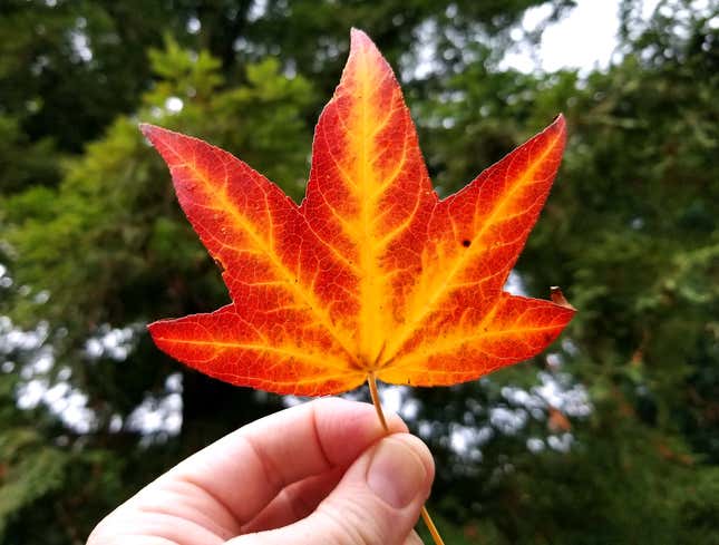 Image for article titled Cool Leaf Carried A Couple Feet