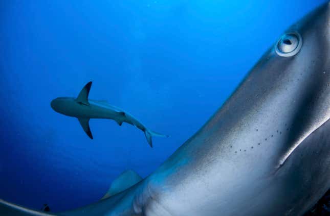 Caribbean reef sharks.