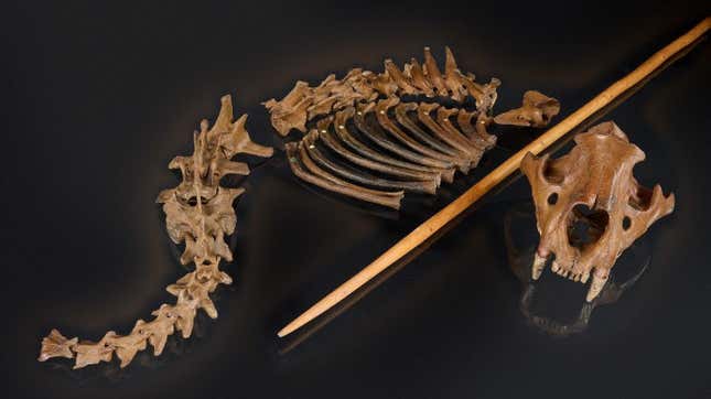 The cave lion skeleton and a replica wooden spear.