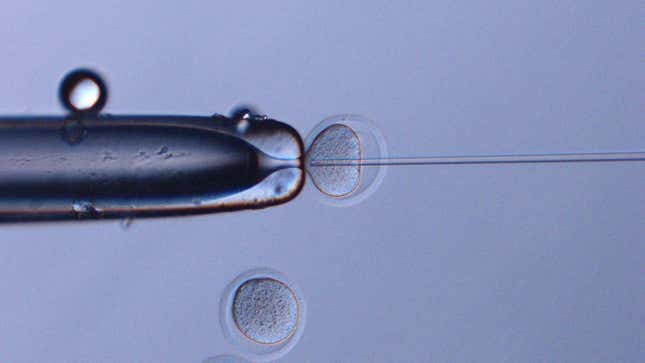 Space sperm being injected into mouse oocytes. 
