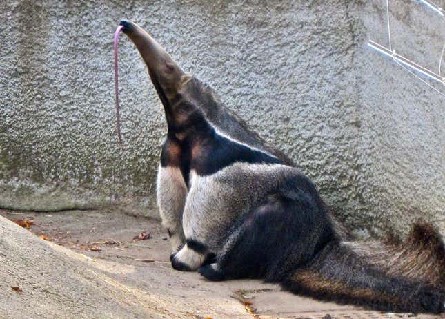A giant anteater sticking out its tongue.